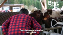 Cas de Brucellose : Eric Forestier se bat contre l'abattage de ses vaches en Haute-Savoie