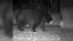 Wildlife experts spot 'biggest bear they've ever seen' stomping past Minnesota trail camera