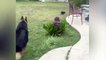 Hilarious video of a small dog and big dog chasing each other around a pool is like a scene from a Looney Tunes cartoon.