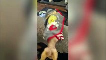 A CHRISTMAS CAT-ASTROPHE - A self-confessed ‘crazy cat lady’ delights in dressing up her cats in Christmas outfits – but they are NOT amused.