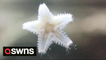 Rare video captures the HUNDREDS of tiny feet starfish use to escape predators