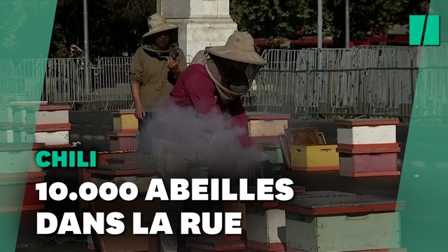 Au Chili, ces apiculteurs font manifester leurs abeilles dans la rue