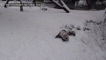 صغير باندا يستمتع بالثلج في حديقة حيوان في واشنطن