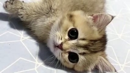 Noti cat