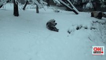 ABD'de pandalar kar ile ilk kez tanıştı | Video Haber