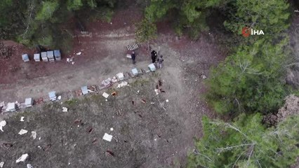 Elektrik tellerine aldırış etmeyen ayı, kovanları paramparça etti