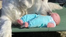 Dog gets baby doll for Christmas
