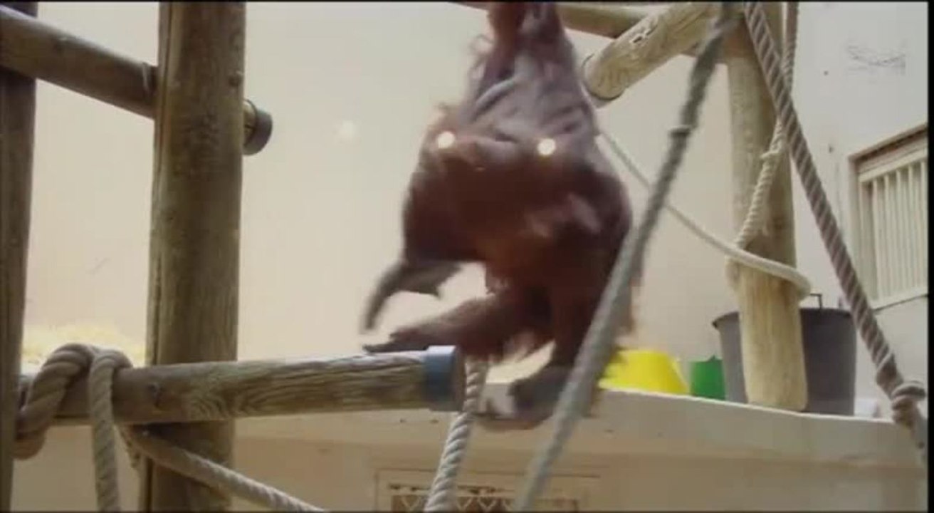 Banggi et les Nénettes - 20 mai