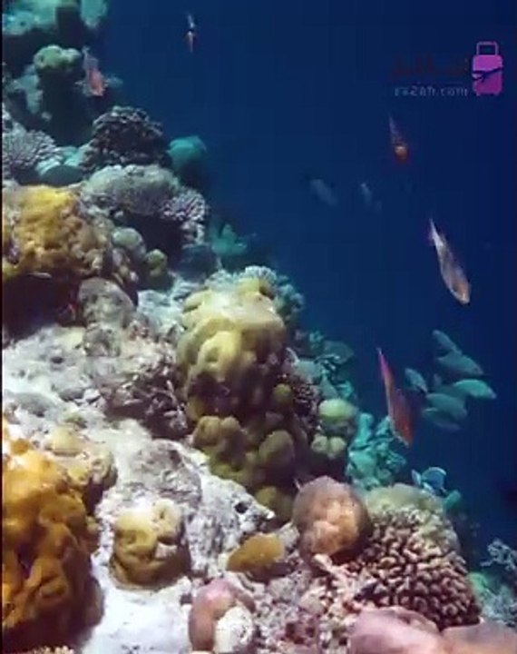 غطس جده