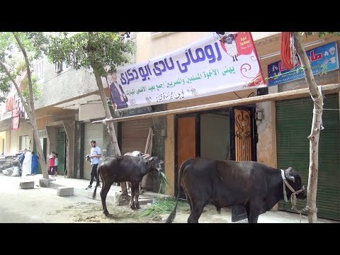 قبطي يذبح ثلاثة عجول في عيد الأضحى المبارك