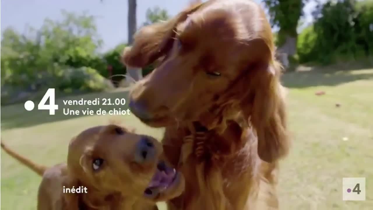 Une vie de chiot (S03)