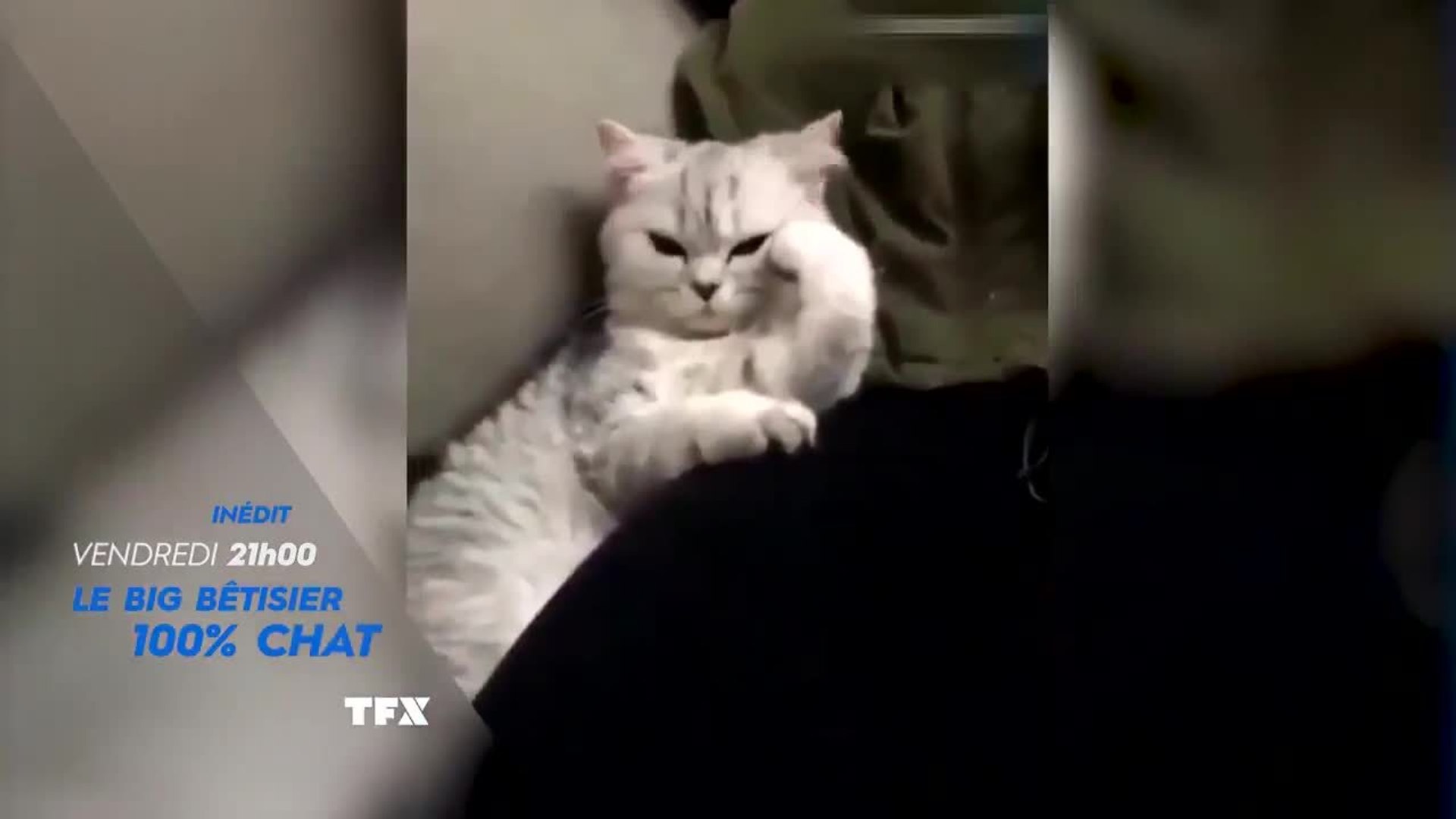 Le Big Betisier 100 Pourcent Chat Video Dailymotion