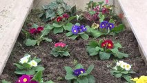 Vefat eden öğretmene öğrencilerden 'vefa' örneği, yazılar yazıp bahçeye çiçek ektiler
