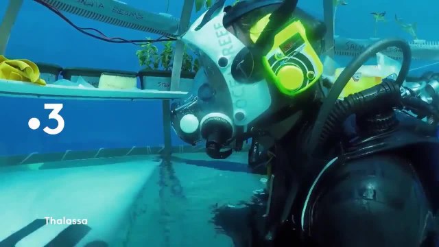 Thalassa : De la Bretagne à l'île Maurice, à la rencontre des passionnés de la mer