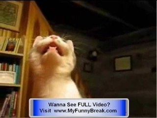 Extreme FUNNY - Talking Cat Videos - Talking Dogs