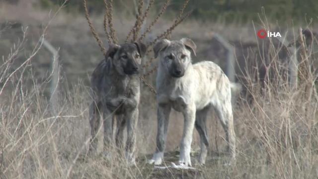 Başkentte bir gün arayla ikinci başıboş köpek saldırısı