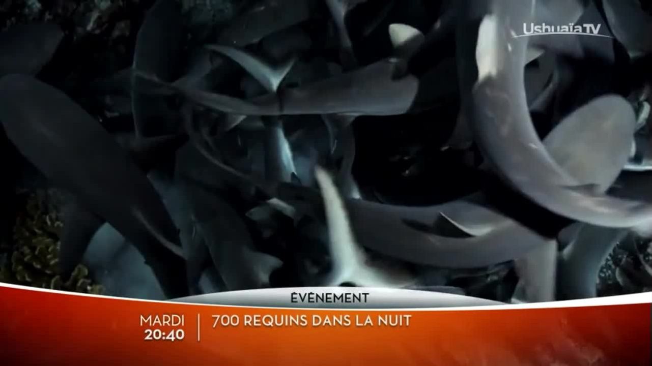 700 requins dans la nuit