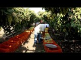 المزارعون في موسم حصاد العنب: المبيدات غالية والإنتاج قليل ومفيش جودة