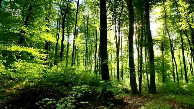 These Seed Dropping Drones Hope to Replenish Our Planet’s Trees in Record Time