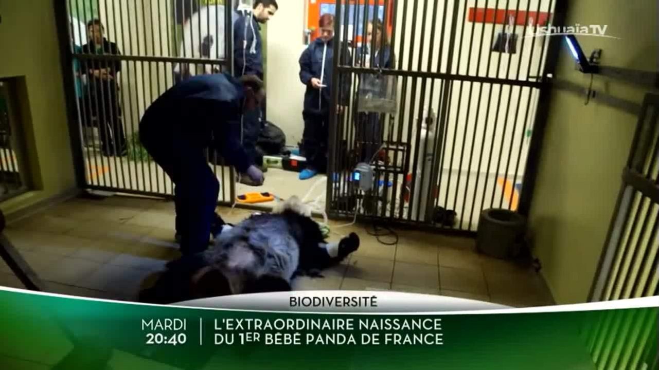 L'extraordinaire naissance du 1er bébé panda de France