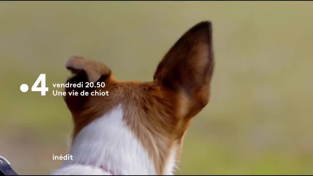 Une vie de chiot - 5 avril