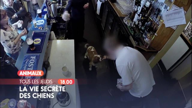 La Vie secrète des chiens