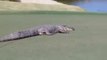 Golf - Aux États-Unis, cet alligator géant interrompt une partie de golf
