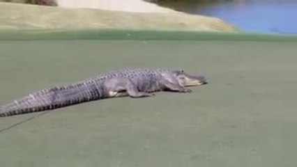 Golf - Aux États-Unis, cet alligator géant interrompt une partie de golf