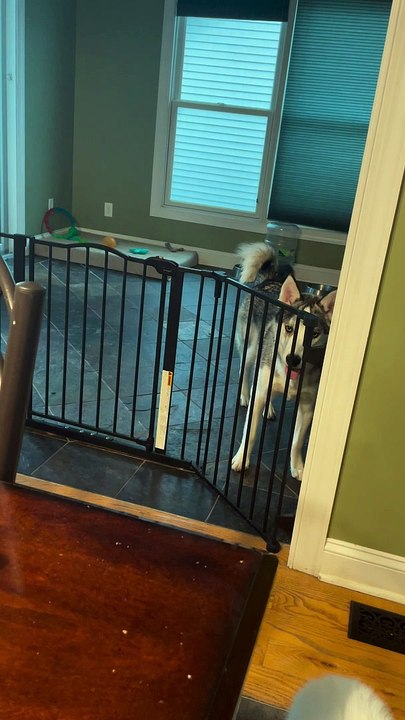 Huskies are Houdinis