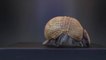 Armadillos Are Invading the Carolinas, and Scientists Aren't Sure Why