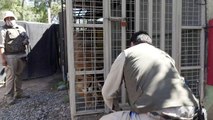 Zoológico no Chile vacina animais contra covid-19