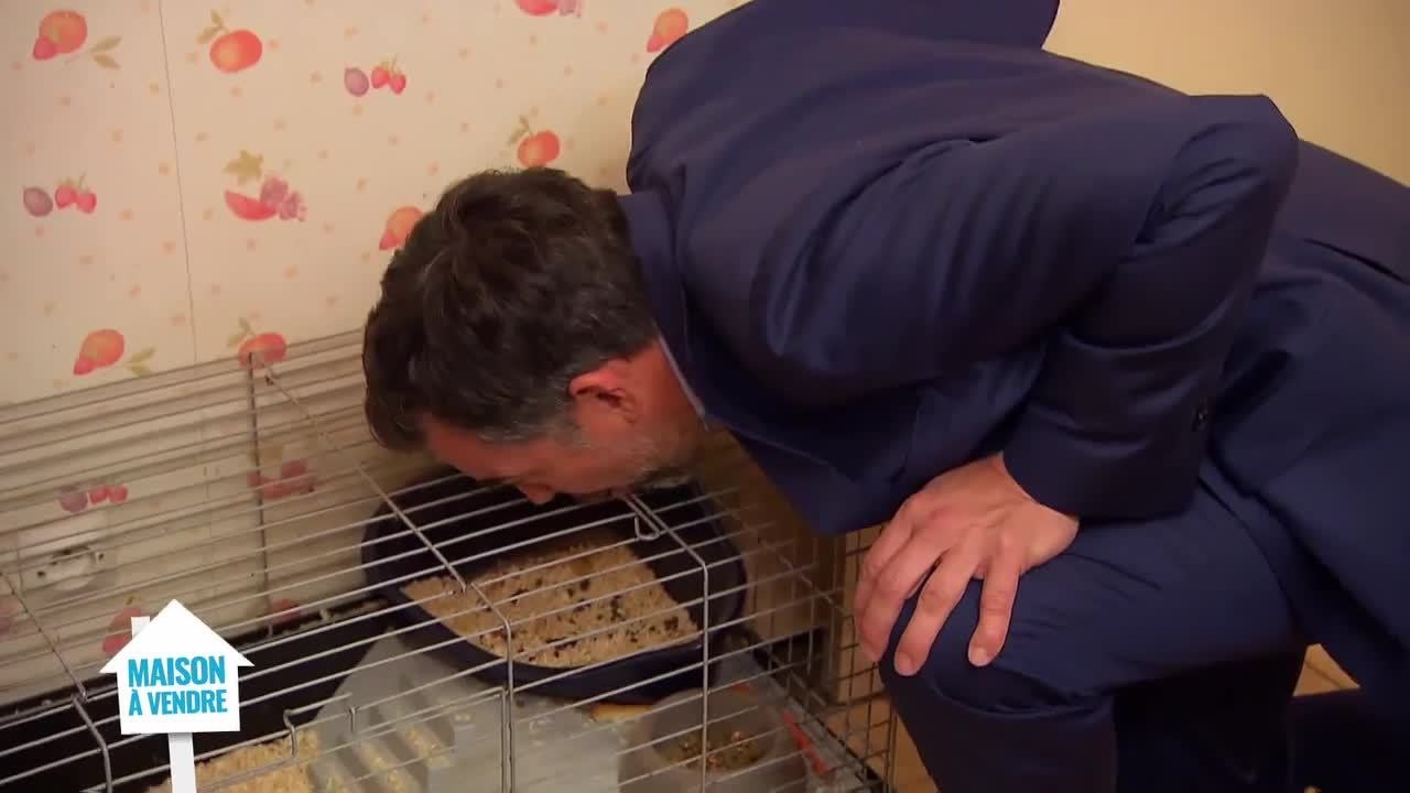Maison à vendre (M6) : Stéphane Plaza en pleine négociation avec .. un lapin !