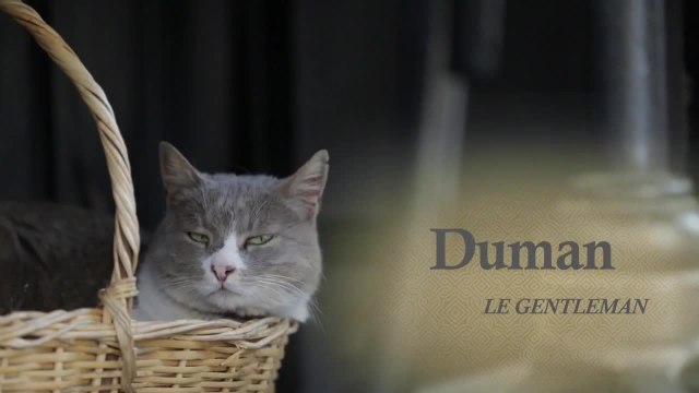 Kedi : des chats et des hommes
