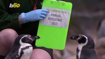 London Zookeepers Conduct Annual Animal Count