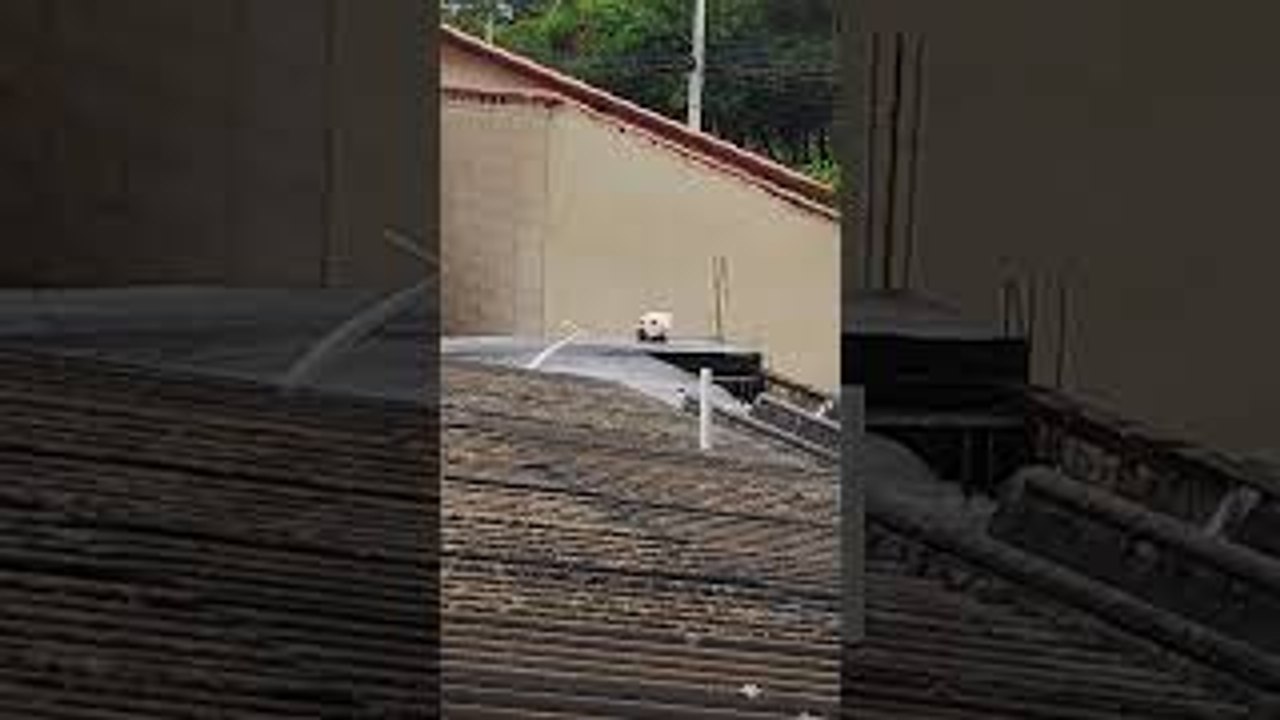 Apparent Dog Turns Out to be Something Else