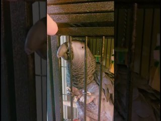 Cairo the Grey Parrot Doesn't Want to go to Bed