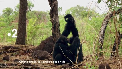 Chimpanzés, le combat des chefs - 16 mars
