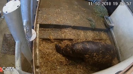 Exclu. Zone interdite : elles assistent à la naissance d'un hippopotame, une première en France depuis 3 ans