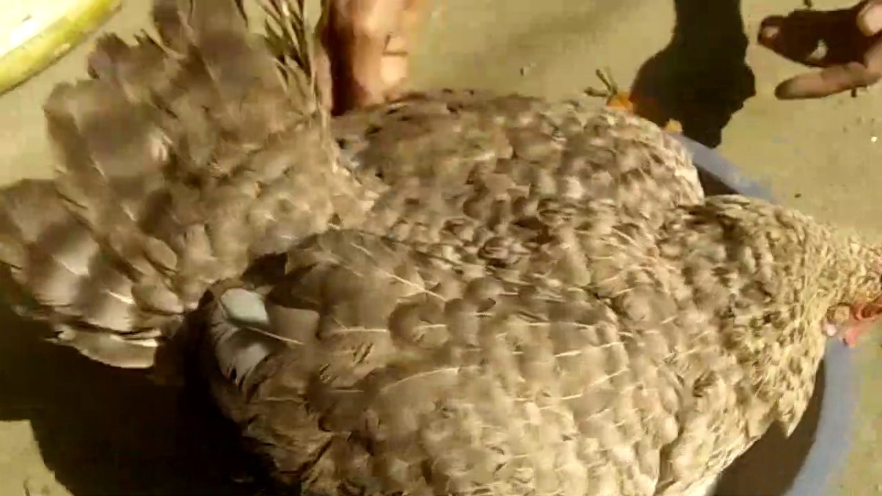 broody hen with chicks