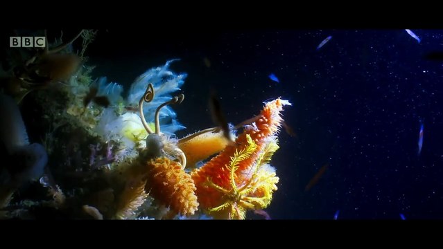 Blue Planet II Saison 1 - Trailer (EN)