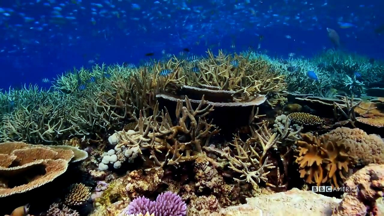 Blue Planet II Saison 1 - Trailer (EN)