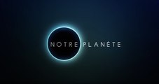 Notre planète : bande-annonce de la série documentaire Netflix