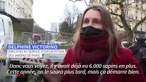 A Paris, les sapins de Noël recyclés en engrais pour espaces verts