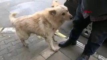 Köpeğine saldıran sokak köpeğini böyle bıçakladı