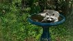Raccoon Cools Off And Drinks From Birdbath