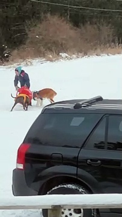 Not That Kind of Dog Sledding