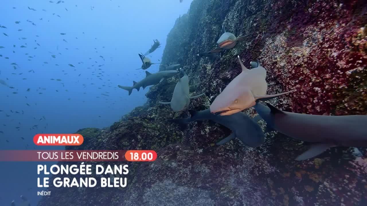 Plongée dans le grand bleu