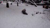 شاهد: في أول أيام السنة الجديدة..  شياو تشي جي شبل الباندا العملاق يستمتع باللعب في الثلج