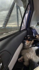 Ernest Does Not Approve of Leaving the Beach