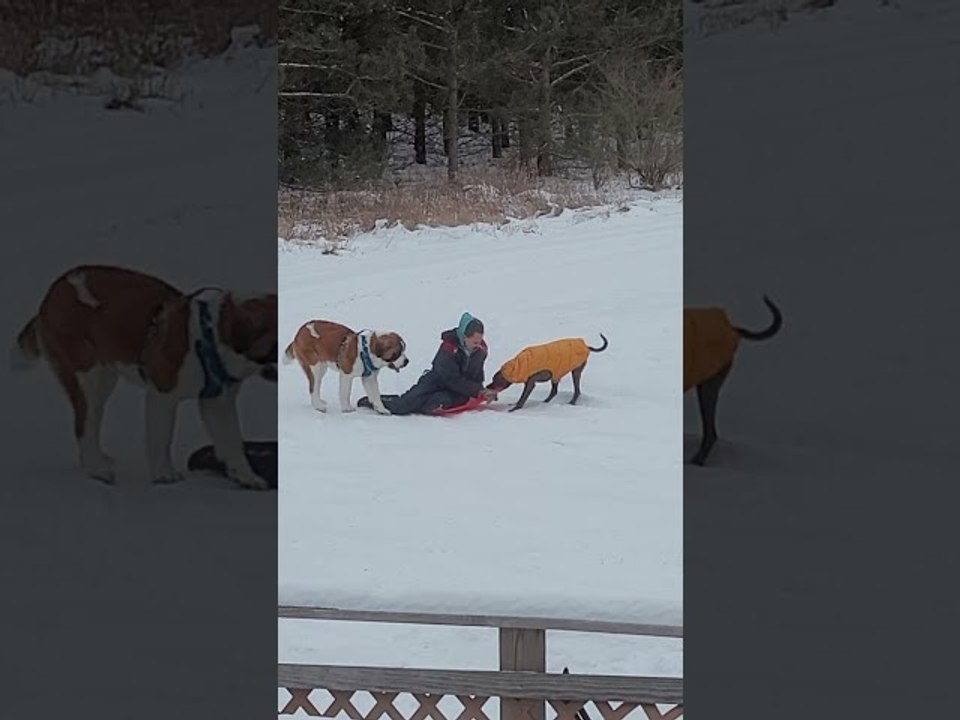 Not That Kind of Dog Sledding